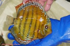 画像2: 【ワイルドディスカス】【通販】【未開の新産地個体】ラーゴサポ スーパークリムゾンレッド【個体販売】15〜16cm（生体）ラーゴサポ産 (2)