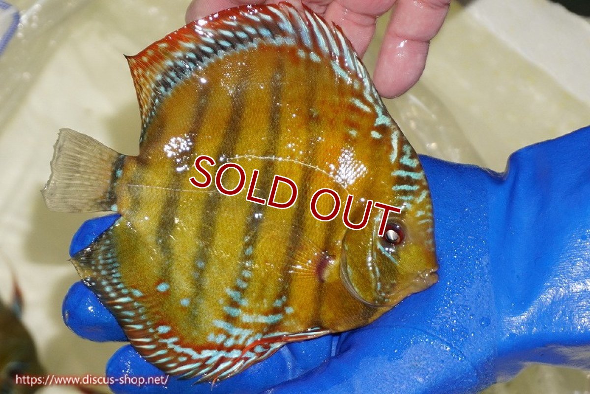 画像4: 【ウィンターセール クーポンご利用で更に10％OFF対象商品】【ワイルドディスカス】【通販】【未開の新産地個体】ラーゴサポ スーパークリムゾンレッド【個体販売】15〜16cm（生体）ラーゴサポ産 (4)