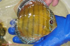 画像2: 【ワイルドディスカス】【通販】【未開の新産地個体】ラーゴサポ スーパークリムゾンレッド【個体販売】15〜16cm（生体）ラーゴサポ産 (2)