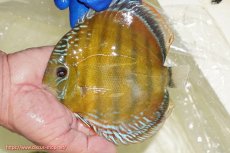 画像3: 【ウィンターセール クーポンご利用で更に10％OFF対象商品】【ワイルドディスカス】【通販】【未開の新産地個体】ラーゴサポ スーパークリムゾンレッド【個体販売】15〜16cm（生体）ラーゴサポ産 (3)