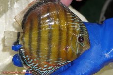 画像2: 【ワイルドディスカス】【通販】【未開の新産地個体】ラーゴサポ スーパークリムゾンレッド【個体販売】15〜16cm（生体）ラーゴサポ産 (2)