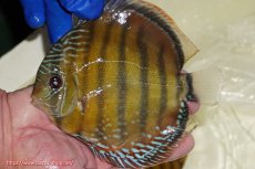 画像3: 【ウィンターセール クーポンご利用で更に10％OFF対象商品】【ワイルドディスカス】【通販】【未開の新産地個体】ラーゴサポ スーパークリムゾンレッド【個体販売】15〜16cm（生体）ラーゴサポ産 (3)