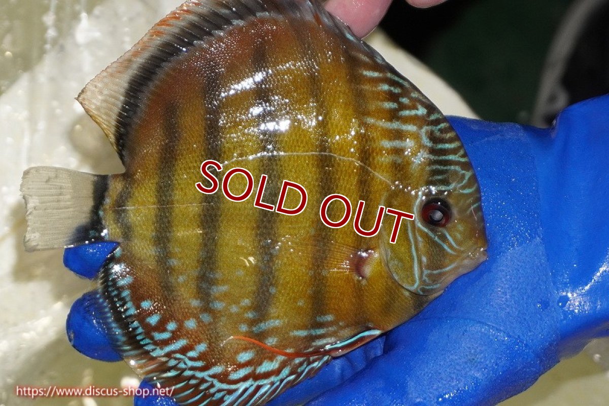 画像5: 【ワイルドディスカス】【通販】【未開の新産地個体】ラーゴサポ スーパークリムゾンレッド【個体販売】15〜16cm（生体）ラーゴサポ産 (5)