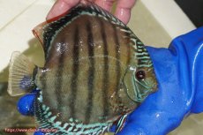 画像2: 【ワイルドディスカス】【通販】【未開の新産地個体】ラーゴサポ ブライトブルー【個体販売】15〜16cm（生体）ラーゴサポ産 (2)