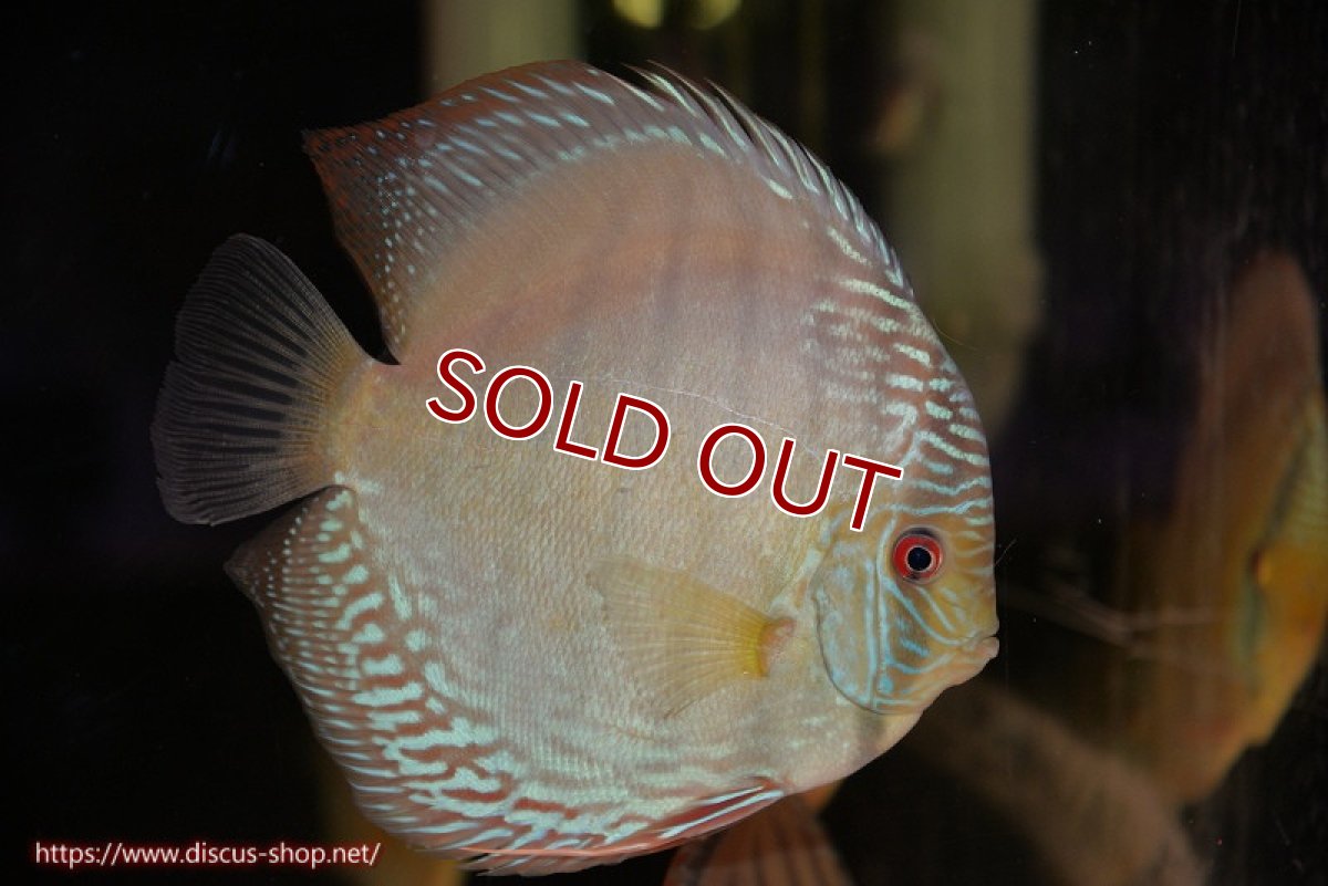 画像1: 【ワイルドディスカス】【通販】【未開の新産地個体】ラーゴサポ ブライトブルー【個体販売】15〜16cm（生体）ラーゴサポ産 (1)