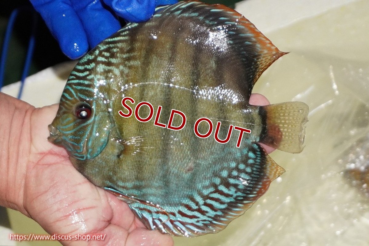 画像2: 【ワイルドディスカス】【通販】【未開の新産地個体】ラーゴサポ ブライトブルー【個体販売】15〜16cm（生体）ラーゴサポ産 (2)