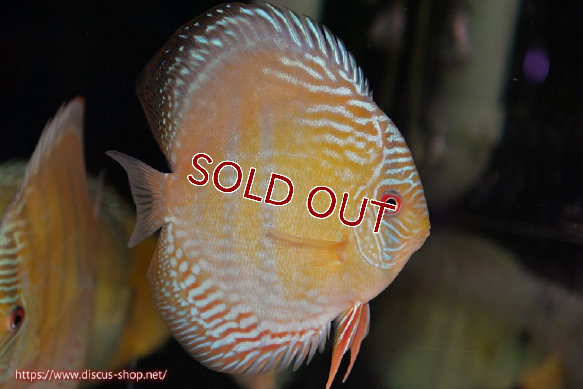 画像1: 【ワイルドディスカス】【通販】【未開の新産地個体】ラーゴサポ ブライトブルー【個体販売】13〜14cm（生体）ラーゴサポ産 (1)