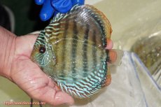 画像1: 【ワイルドディスカス】【通販】【未開の新産地個体】ラーゴサポ ブライトブルー【個体販売】13〜14cm（生体）ラーゴサポ産 (1)