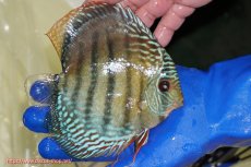 画像3: 【ウィンターセール クーポンご利用で更に10％OFF対象商品】【ワイルドディスカス】【通販】【未開の新産地個体】ラーゴサポ ブライトブルー【個体販売】13〜14cm（生体）ラーゴサポ産 (3)