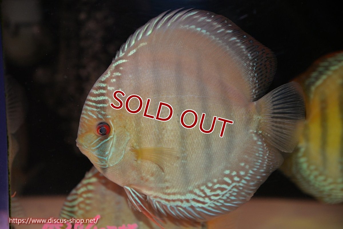 画像1: 【ワイルドディスカス】【通販】【未開の新産地個体】ラーゴサポ ブライトブルー【個体販売】15〜16cm（生体）ラーゴサポ産 (1)