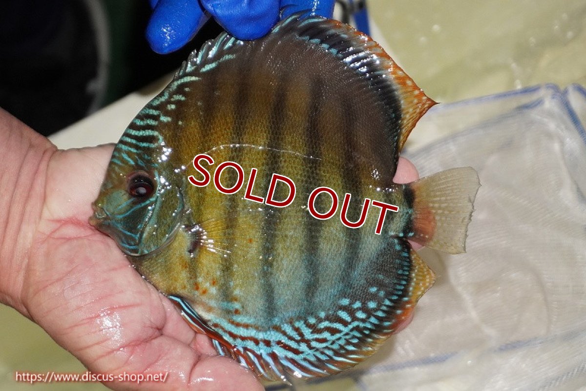画像2: 【ワイルドディスカス】【通販】【未開の新産地個体】ラーゴサポ ブライトブルー【個体販売】15〜16cm（生体）ラーゴサポ産 (2)
