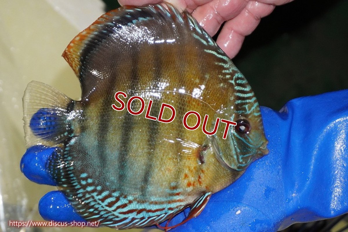 画像3: 【ワイルドディスカス】【通販】【未開の新産地個体】ラーゴサポ ブライトブルー【個体販売】15〜16cm（生体）ラーゴサポ産 (3)