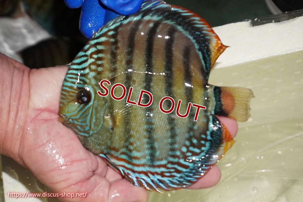 画像1: 【ワイルドディスカス】【通販】【未開の新産地個体】ラーゴサポ ブライトブルー（オレンジ目ー金目）【個体販売】15〜16cm（生体）ラーゴサポ産 (1)