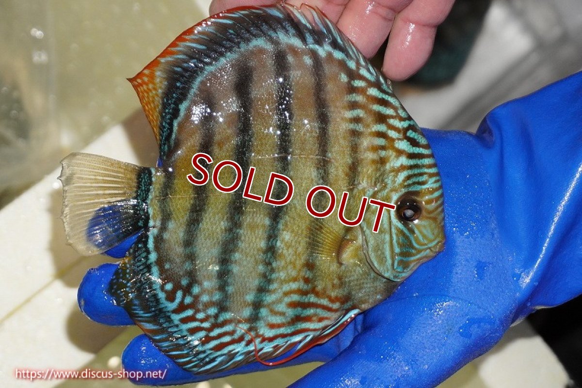 画像2: 【ワイルドディスカス】【通販】【未開の新産地個体】ラーゴサポ ブライトブルー（オレンジ目ー金目）【個体販売】15〜16cm（生体）ラーゴサポ産 (2)