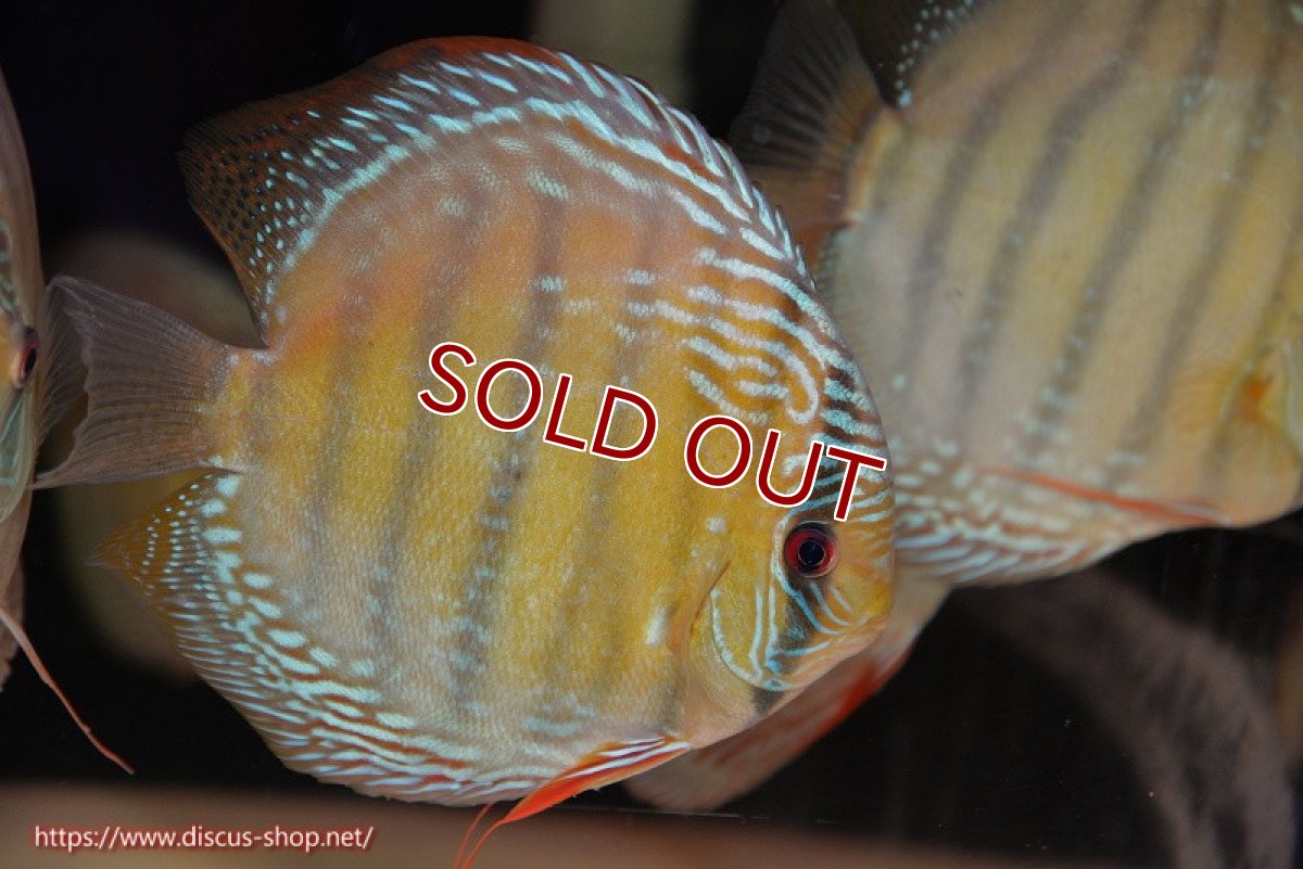 画像1: 【ワイルドディスカス】【通販】【未開の新産地個体】ラーゴサポ ブライトブルー【個体販売】15〜16cm（生体）ラーゴサポ産 (1)