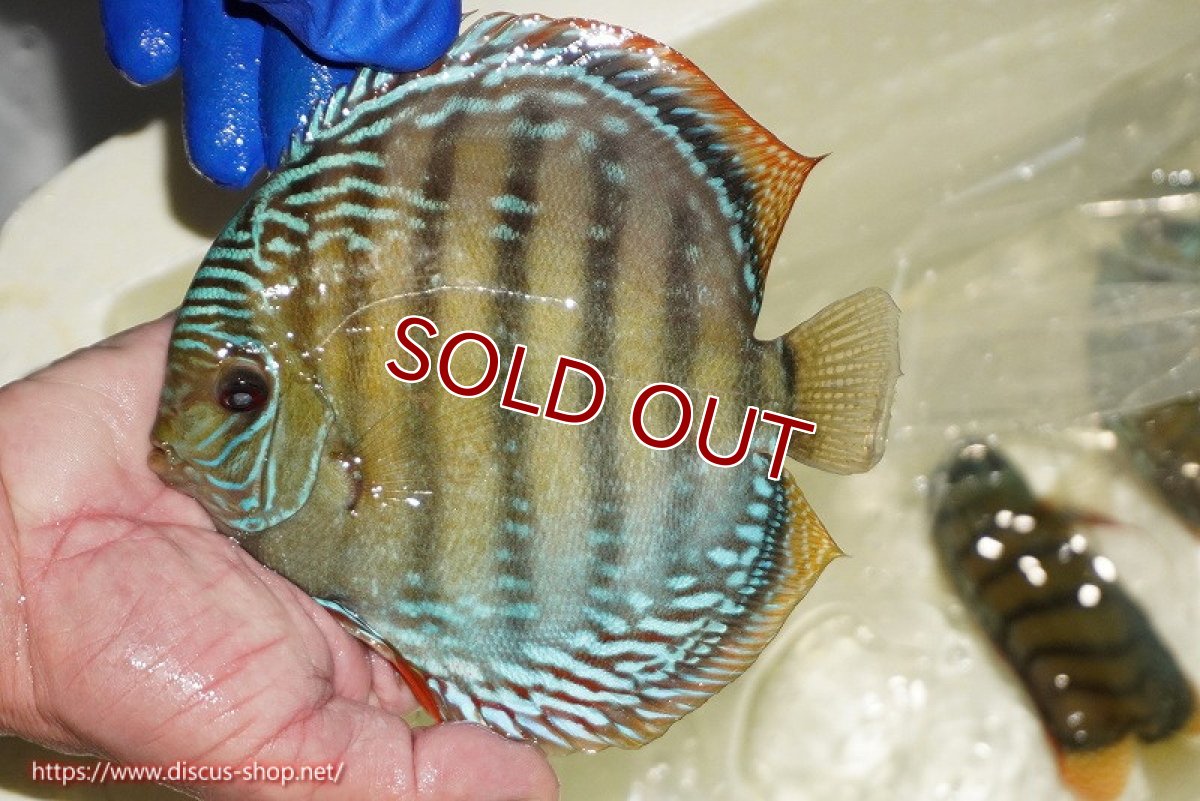 画像2: 【ワイルドディスカス】【通販】【未開の新産地個体】ラーゴサポ ブライトブルー【個体販売】15〜16cm（生体）ラーゴサポ産 (2)