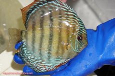 画像3: 【ワイルドディスカス】【通販】【未開の新産地個体】ラーゴサポ ブライトブルー【個体販売】15〜16cm（生体）ラーゴサポ産 (3)