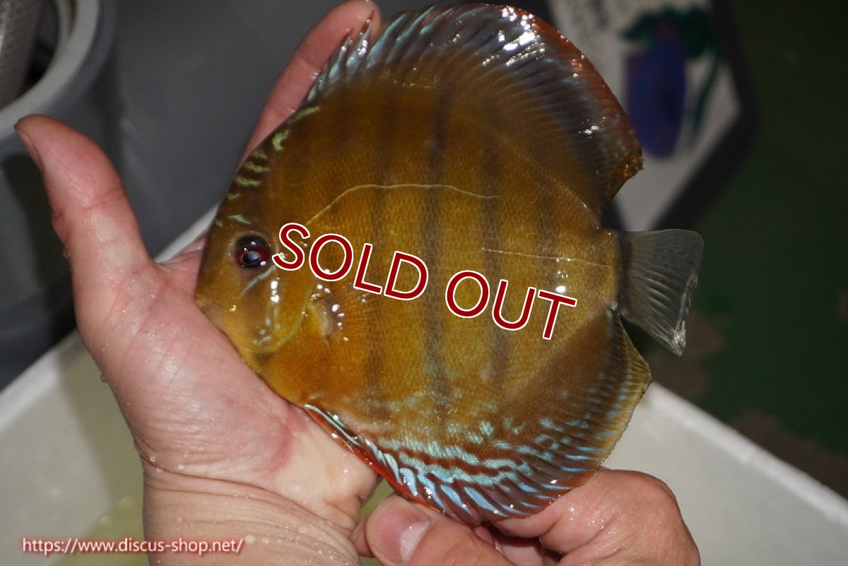画像1: 【ワイルドディスカス】【通販】【未開の新産地個体】ラーゴサポレッド【個体販売】14-15cm（生体）ラーゴサポ産 (1)