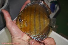 画像1: 【ウィンターセール クーポンご利用で更に10％OFF対象商品】【ワイルドディスカス】【通販】【未開の新産地個体】ラーゴサポレッド【個体販売】14-15cm（生体）ラーゴサポ産 (1)