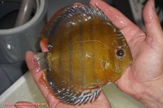 画像2: 【ウィンターセール クーポンご利用で更に10％OFF対象商品】【ワイルドディスカス】【通販】【未開の新産地個体】ラーゴサポレッド【個体販売】14-15cm（生体）ラーゴサポ産 (2)