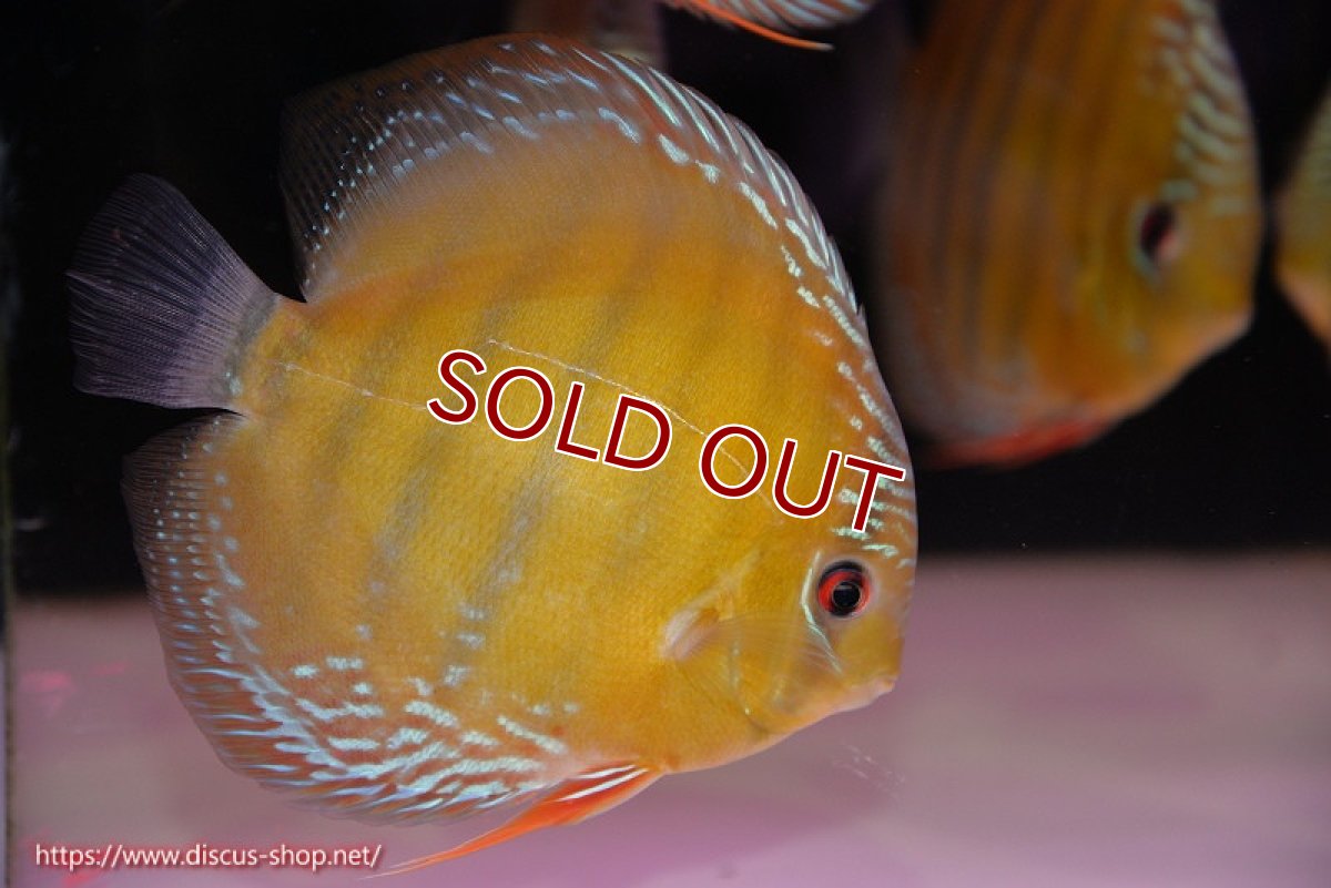 画像1: 【ワイルドディスカス】【通販】【未開の新産地個体】ラーゴサポレッド【個体販売】14-15cm（生体）ラーゴサポ産 (1)