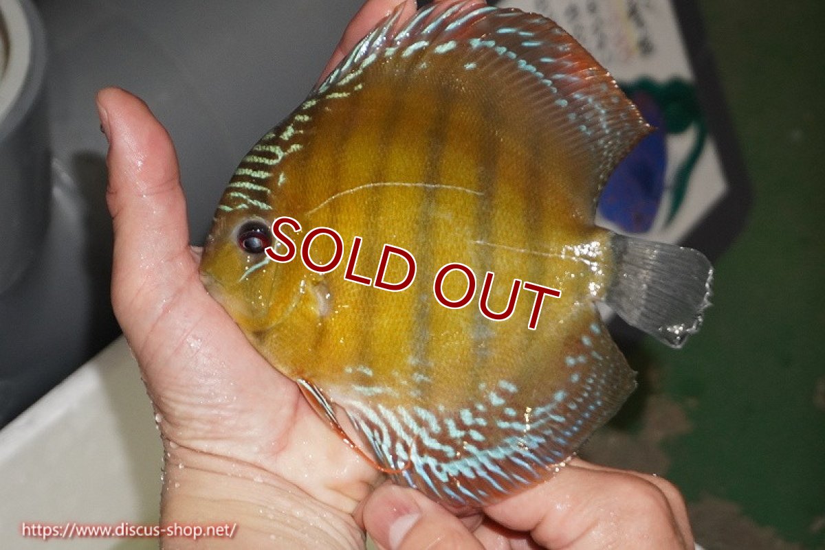 画像2: 【ワイルドディスカス】【通販】【未開の新産地個体】ラーゴサポレッド【個体販売】14-15cm（生体）ラーゴサポ産 (2)