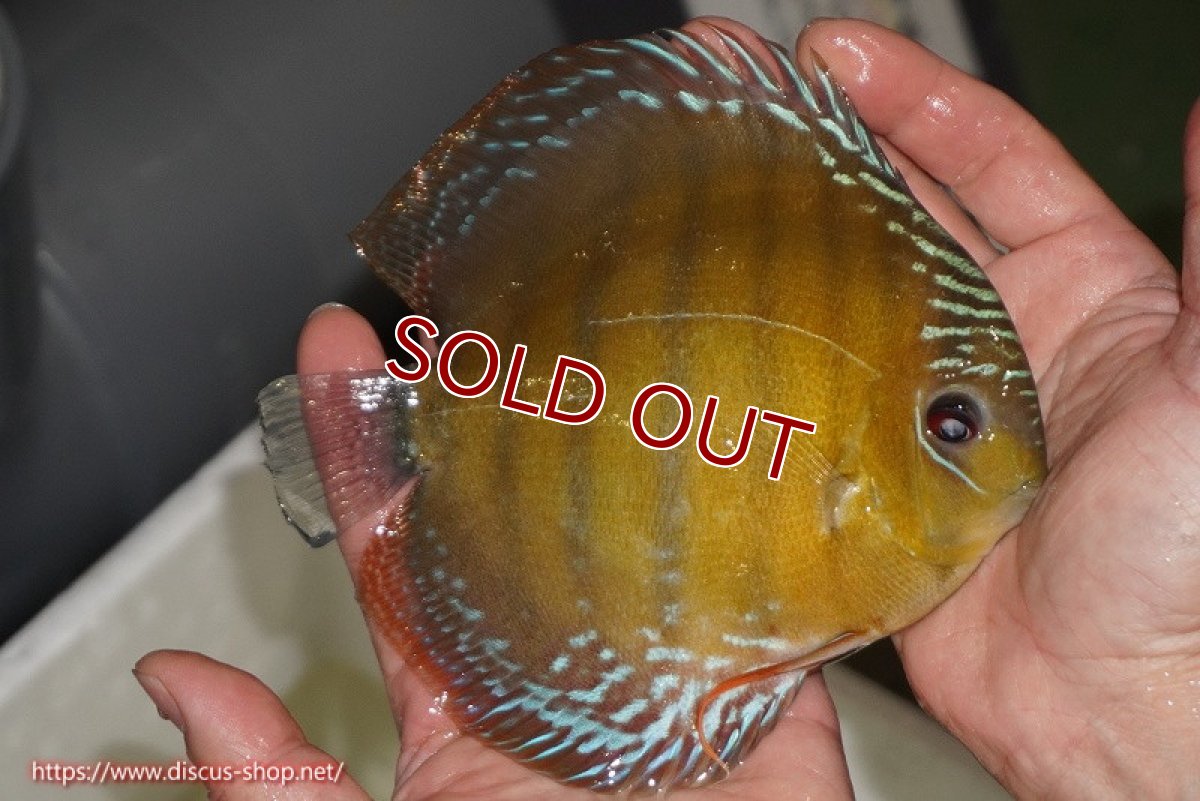 画像3: 【ワイルドディスカス】【通販】【未開の新産地個体】ラーゴサポレッド【個体販売】14-15cm（生体）ラーゴサポ産 (3)