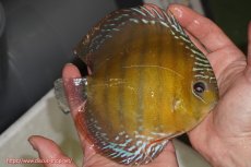 画像3: 【ワイルドディスカス】【通販】【未開の新産地個体】ラーゴサポレッド【個体販売】14-15cm（生体）ラーゴサポ産 (3)