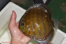 画像1: 【ウィンターセール クーポンご利用で更に10％OFF対象商品】【ワイルドディスカス】【通販】【未開の新産地個体】ラーゴサポレッド【個体販売】14-15cm（生体）ラーゴサポ産 (1)