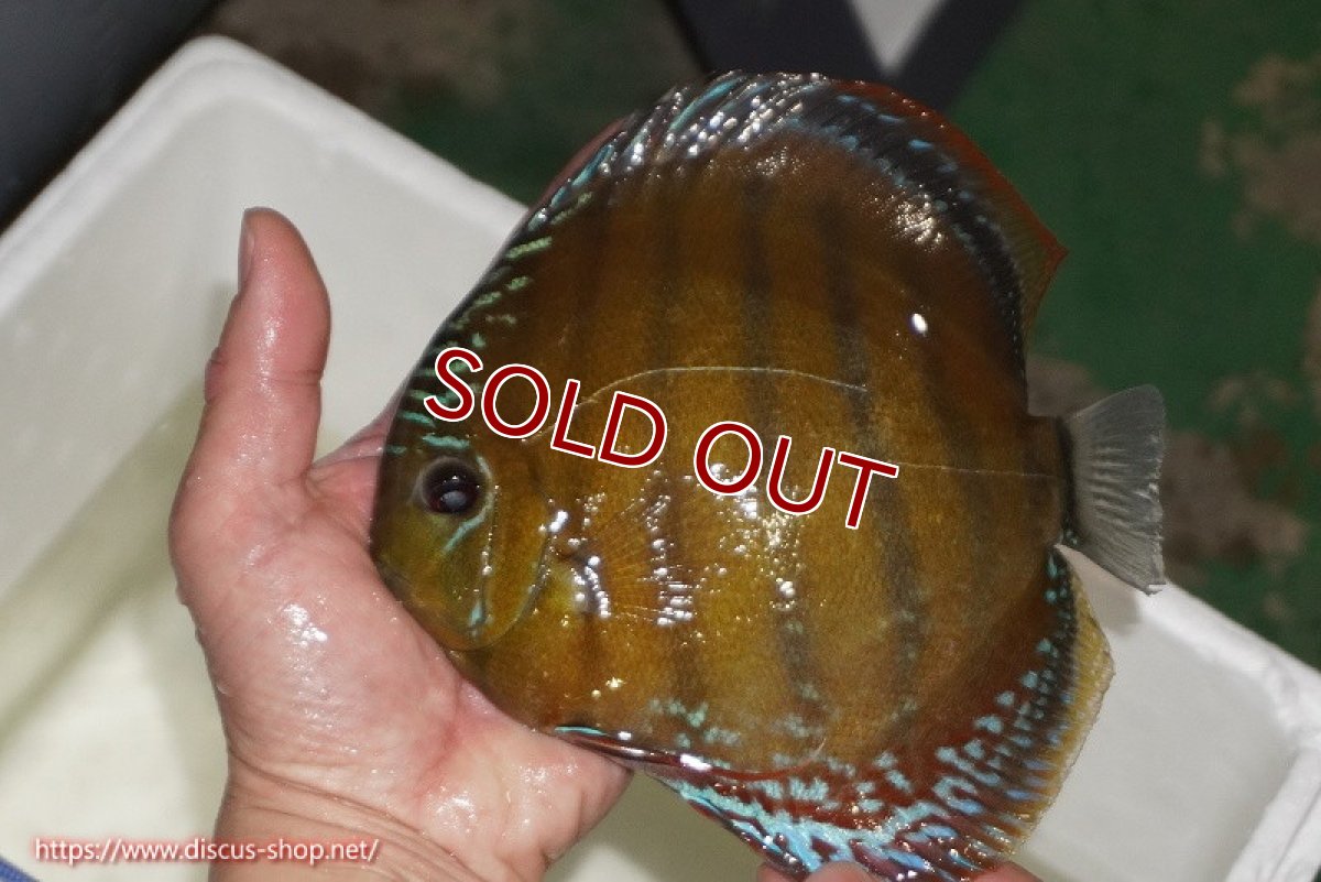 画像2: 【ワイルドディスカス】【通販】【未開の新産地個体】ラーゴサポレッド【個体販売】14-15cm（生体）ラーゴサポ産 (2)