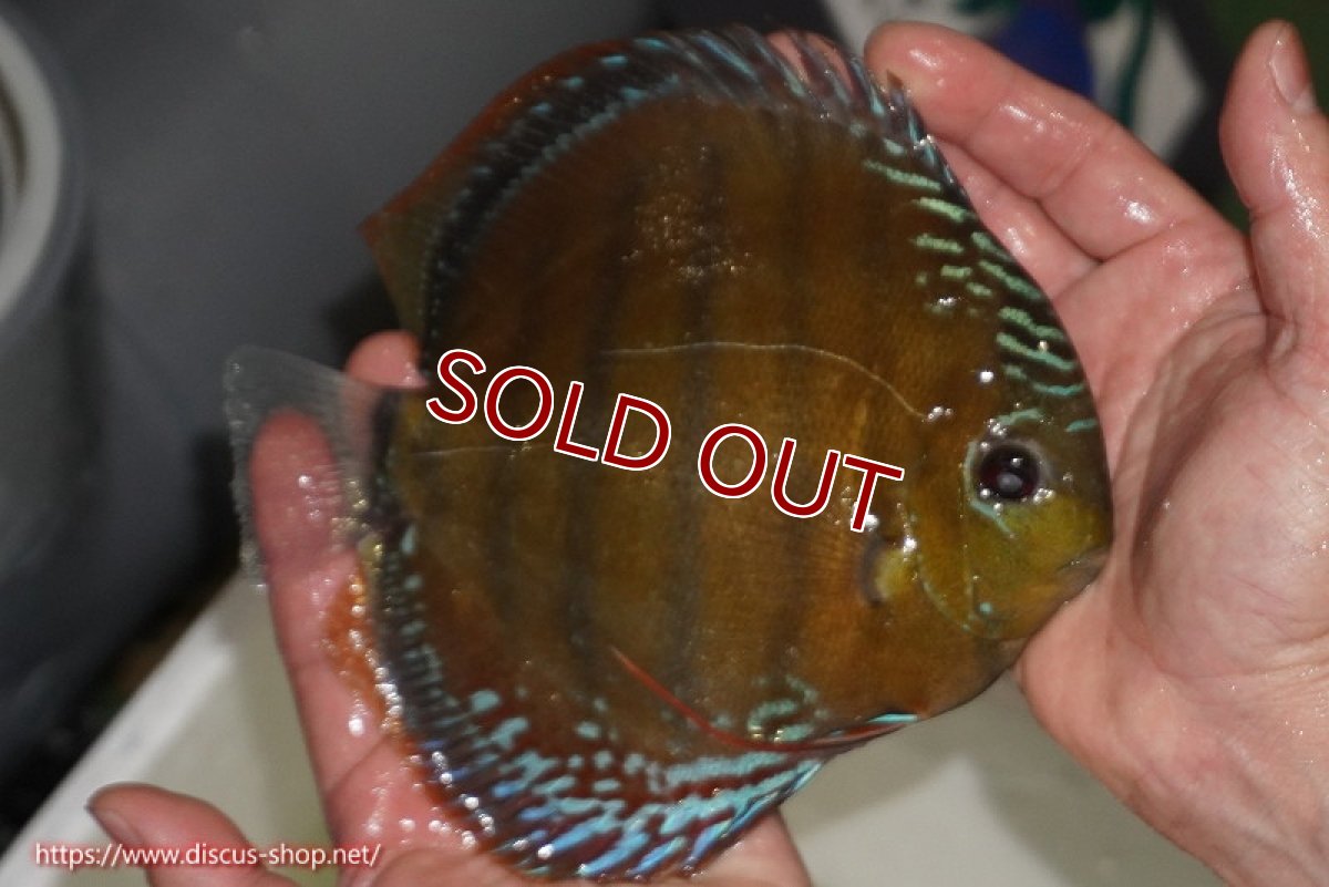 画像3: 【ワイルドディスカス】【通販】【未開の新産地個体】ラーゴサポレッド【個体販売】14-15cm（生体）ラーゴサポ産 (3)