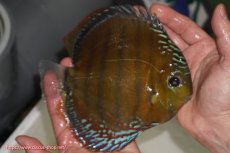 画像3: 【ワイルドディスカス】【通販】【未開の新産地個体】ラーゴサポレッド【個体販売】14-15cm（生体）ラーゴサポ産 (3)