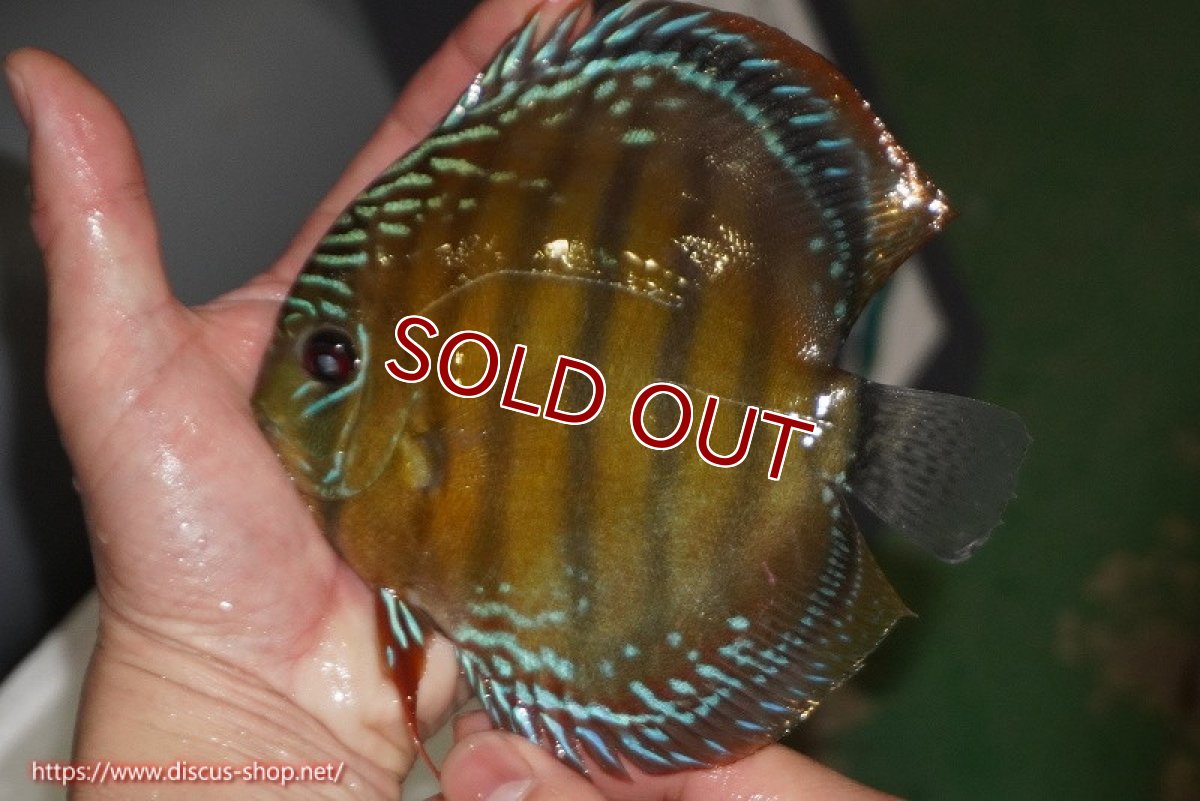 画像1: 【ワイルドディスカス】【通販】【未開の新産地個体】ラーゴサポレッド【個体販売】14-15cm（生体）ラーゴサポ産 (1)