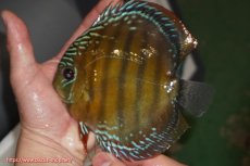 画像1: 【ウィンターセール クーポンご利用で更に10％OFF対象商品】【ワイルドディスカス】【通販】【未開の新産地個体】ラーゴサポレッド【個体販売】14-15cm（生体）ラーゴサポ産 (1)