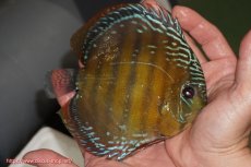 画像2: 【ウィンターセール クーポンご利用で更に10％OFF対象商品】【ワイルドディスカス】【通販】【未開の新産地個体】ラーゴサポレッド【個体販売】14-15cm（生体）ラーゴサポ産 (2)