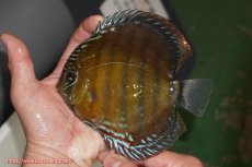 画像1: 【ウィンターセール クーポンご利用で更に10％OFF対象商品】【ワイルドディスカス】【通販】【未開の新産地個体】ラーゴサポレッド【個体販売】14-15cm（生体）ラーゴサポ産 (1)