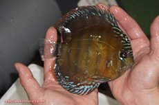 画像2: 【ウィンターセール クーポンご利用で更に10％OFF対象商品】【ワイルドディスカス】【通販】【未開の新産地個体】ラーゴサポレッド【個体販売】14-15cm（生体）ラーゴサポ産 (2)