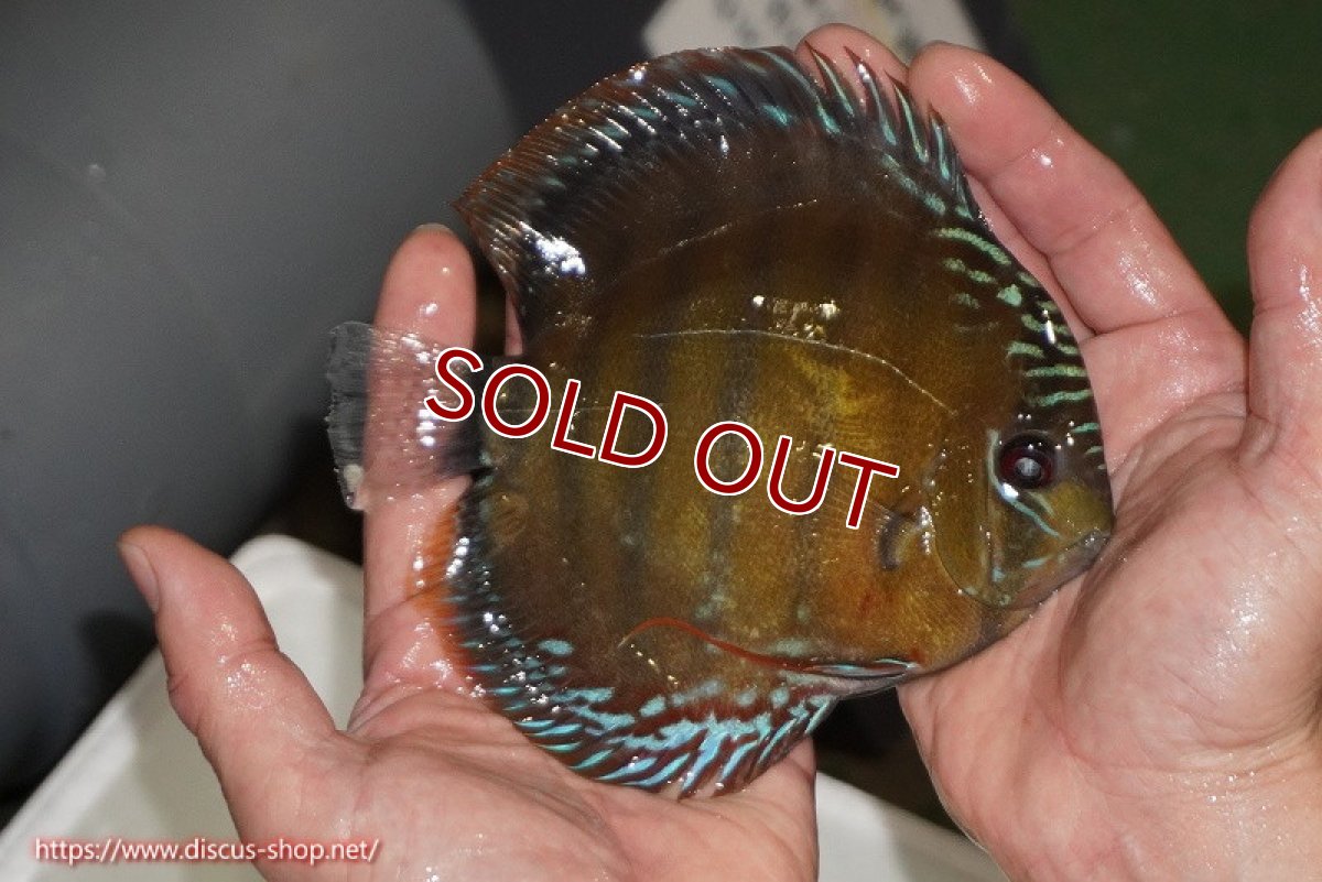 画像3: 【ワイルドディスカス】【通販】【未開の新産地個体】ラーゴサポレッド【個体販売】14-15cm（生体）ラーゴサポ産 (3)