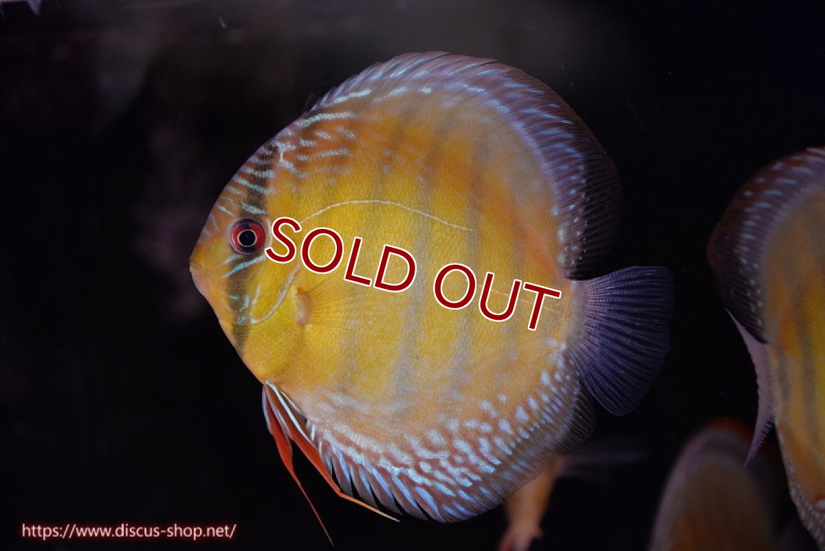 画像1: 【ワイルドディスカス】【通販】【未開の新産地個体】ラーゴサポレッド【個体販売】14-15cm（生体）ラーゴサポ産 (1)