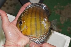 画像1: 【ウィンターセール クーポンご利用で更に10％OFF対象商品】【ワイルドディスカス】【通販】【未開の新産地個体】ラーゴサポレッド【個体販売】14-15cm（生体）ラーゴサポ産 (1)