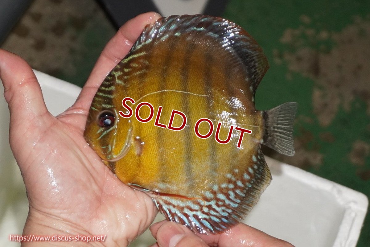 画像2: 【ワイルドディスカス】【通販】【未開の新産地個体】ラーゴサポレッド【個体販売】14-15cm（生体）ラーゴサポ産 (2)