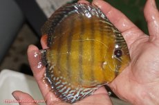 画像2: 【ウィンターセール クーポンご利用で更に10％OFF対象商品】【ワイルドディスカス】【通販】【未開の新産地個体】ラーゴサポレッド【個体販売】14-15cm（生体）ラーゴサポ産 (2)