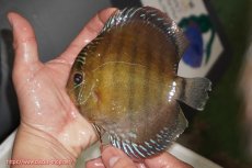 画像1: 【ウィンターセール クーポンご利用で更に10％OFF対象商品】【ワイルドディスカス】【通販】【未開の新産地個体】ラーゴサポレッド【個体販売】14-15cm（生体）ラーゴサポ産 (1)