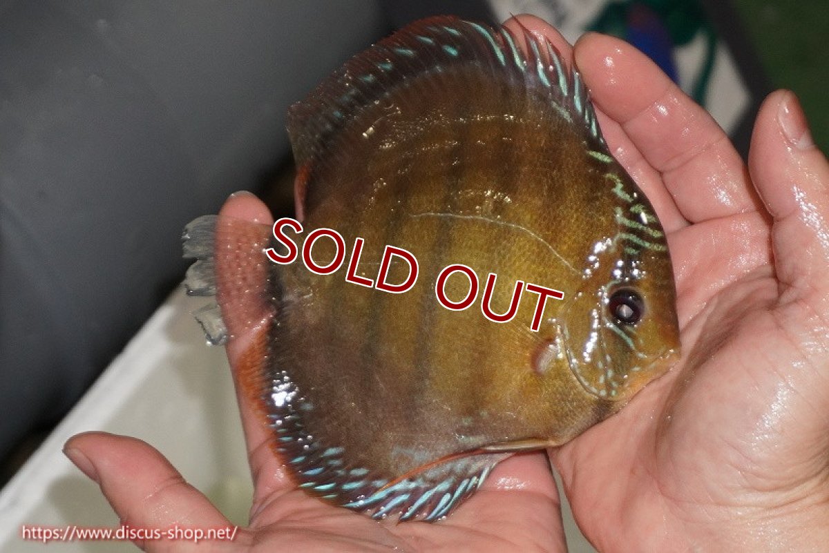 画像2: 【ワイルドディスカス】【通販】【未開の新産地個体】ラーゴサポレッド【個体販売】14-15cm（生体）ラーゴサポ産 (2)