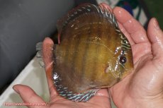 画像2: 【ウィンターセール クーポンご利用で更に10％OFF対象商品】【ワイルドディスカス】【通販】【未開の新産地個体】ラーゴサポレッド【個体販売】14-15cm（生体）ラーゴサポ産 (2)