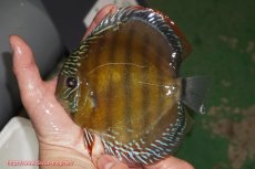 画像1: 【ウィンターセール クーポンご利用で更に10％OFF対象商品】【ワイルドディスカス】【通販】【未開の新産地個体】ラーゴサポレッド【個体販売】14-15cm（生体）ラーゴサポ産 (1)