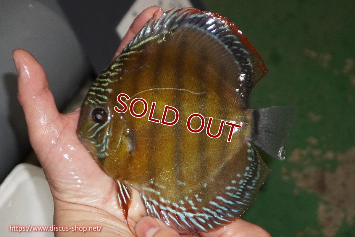 画像2: 【ワイルドディスカス】【通販】【未開の新産地個体】ラーゴサポレッド【個体販売】14-15cm（生体）ラーゴサポ産 (2)