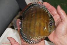 画像2: 【ウィンターセール クーポンご利用で更に10％OFF対象商品】【ワイルドディスカス】【通販】【未開の新産地個体】ラーゴサポレッド【個体販売】14-15cm（生体）ラーゴサポ産 (2)