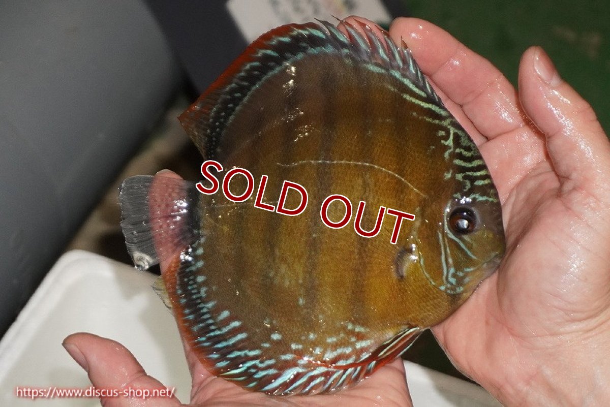 画像3: 【ワイルドディスカス】【通販】【未開の新産地個体】ラーゴサポレッド【個体販売】14-15cm（生体）ラーゴサポ産 (3)