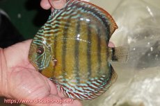 画像1: 【ワイルドディスカス】【通販】【未開の新産地個体】ラーゴサポレッド&パール【個体販売】14-16cm（生体）ラーゴサポ産 (1)